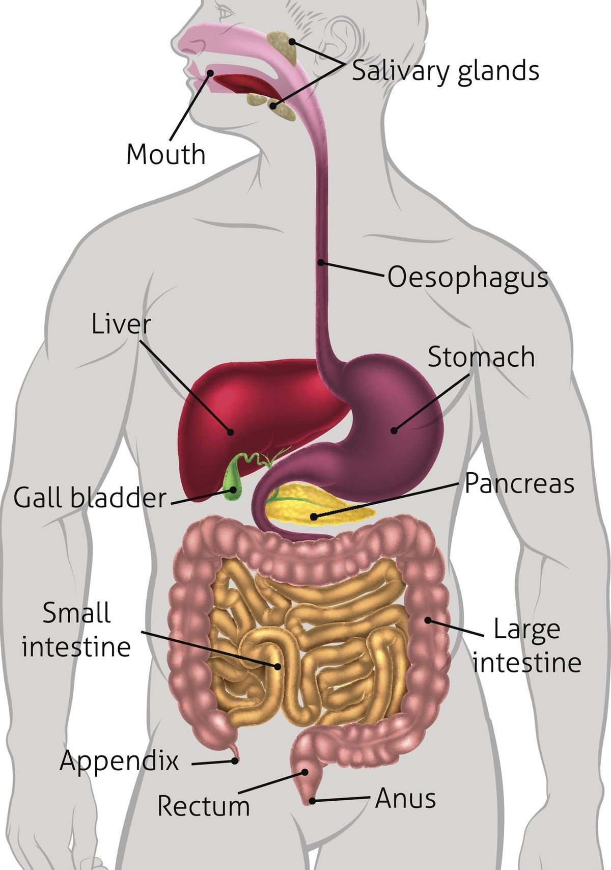 Расположение органов пищеварения
